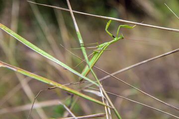 The insect is a mantis on the stems of grass.