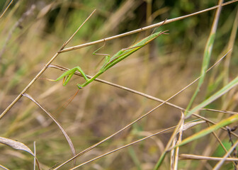 Mantis on grass stems.