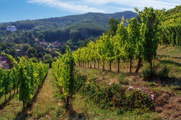 Fototapeta na wymiar View of the vineyards in Alsace