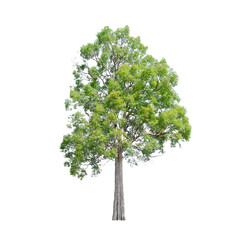 Fototapeta premium Tree isolated on white background.