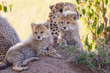 Cheetah cubs who rest in the shadow with there mother