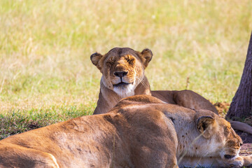 Sleeping Lions lying down in the shade