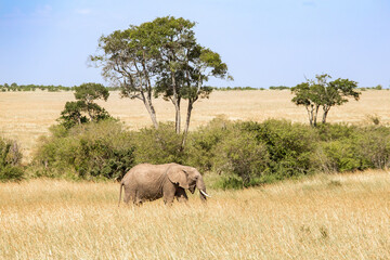 Fototapeta premium Alone Elephant walking on the savanna in Africa