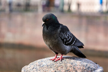 Pigeons sit on the granite parapet of the embankment