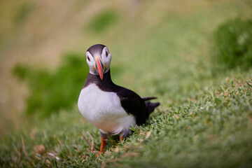 puffin standing on a rock cliff . fratercula arctica