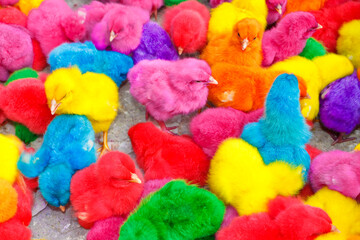 Fototapeta na wymiar Chicks being painted