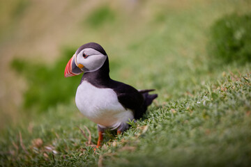 puffin standing on a rock cliff . fratercula arctica