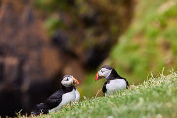 puffin standing on a rock cliff . fratercula arctica