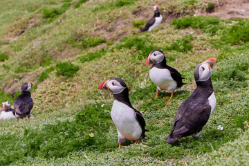 puffin standing on a rock cliff . fratercula arctica