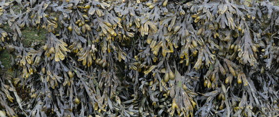 Full frame close up of seaweed showing leaf detail and texture © Jane Tansi