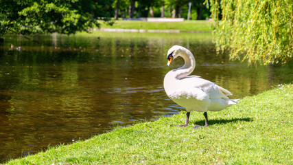 A white swan
