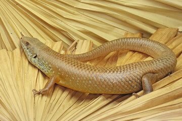 A major skink is looking for prey on a dry palm leaf. This amphibian has the scientific name Bellatorias frerei. 