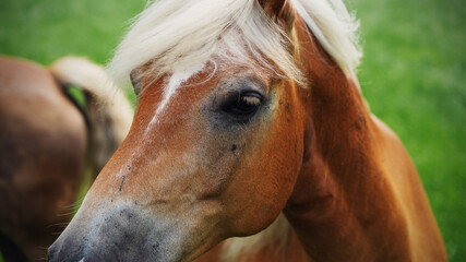 a beautiful horse © Ivan