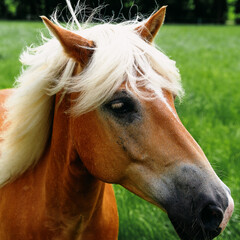 a beautiful horse