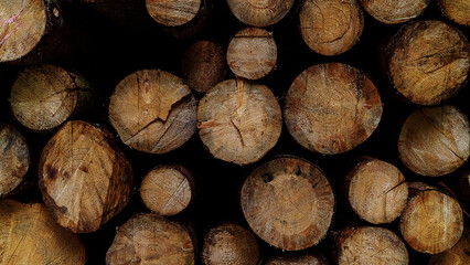 a pile of felled trees 