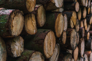 a pile of felled trees 
