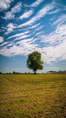 A lonely tree and sky