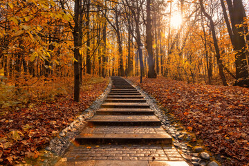 Fototapeta na wymiar Sunny autumn alley in colorful trees in park in autumn day. Autumn landscape.