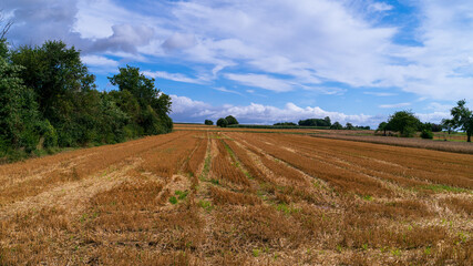 A field as a background