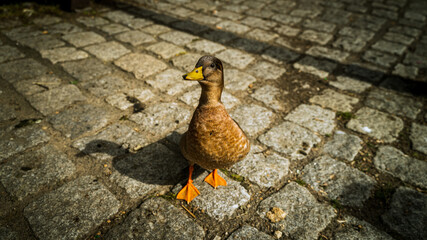 A little wild duck