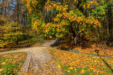 Autumn park. Spectacular autumn view of alley in park in sunny day. Autumn landscape.