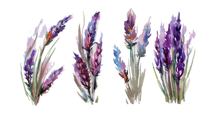Watercolor provance lavender set. Flowers isolated on white background - obrazy, fototapety, plakaty