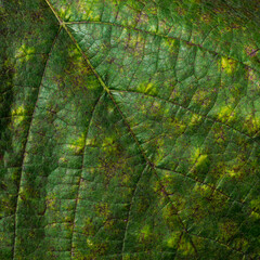 Grape leaves 