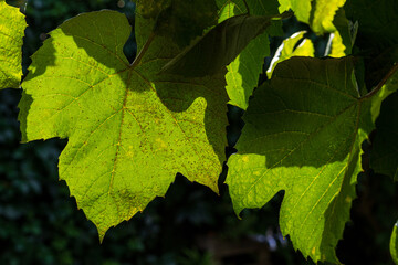 Grape leaves 
