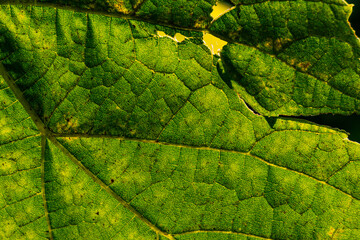 Grape leaves 