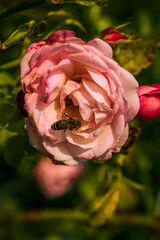 little bee sits on a rose