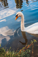 swan on the water