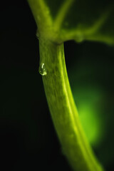 Rain water on green leaf macro.Beautiful drops and leaf texture in nature.