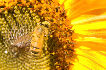 Bee on a colorful sunflower