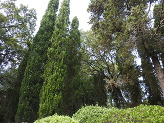 trees in the park