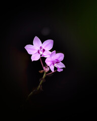 Twin purple orchid blooms isolated against the dark background. Beautiful flowers close-up photograph.
