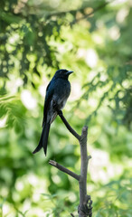 Black drongo, Dicrurus Macrocercus bird perched on a stick. A beautiful dark black-feathered common bird in Sri Lanka.