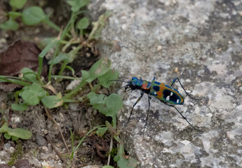 Tiger beetle