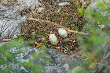 Black Swan Eggs Swan Nest Swan Nest Goose Egg Duck Egg