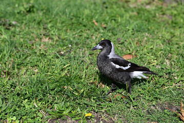 Juvenile female Australian magpie strutting along a lawn with crumbs on its beak