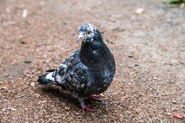 pigeon on the beach