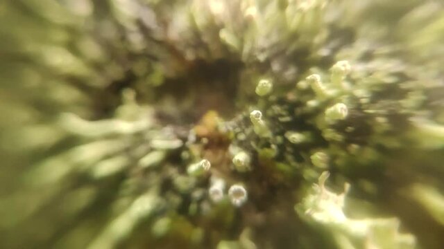 Cladoniaceae macro