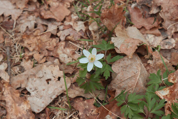 Anemone flower in the forest.
