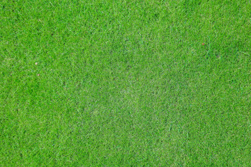Obraz na płótnie Canvas high angle view of a green grass background. High quality photo