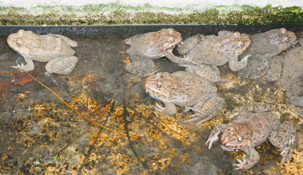 cultured frog in pond