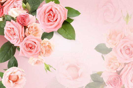 Beautiful pink roses on color background