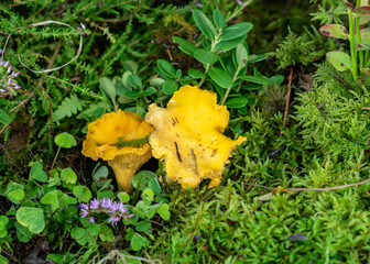 colorful photo with mushroom close-up, traditional forest vegetation, heather, moss, ferns, grass, forest in autumn, mushroom collection for eating