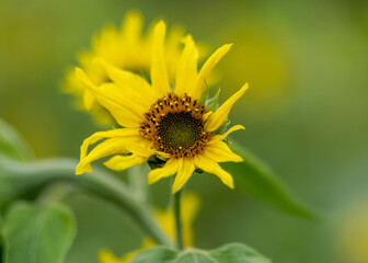 autumn landscape with yellow sunflower flower fragments, beautiful sunflower flowers, autumn time