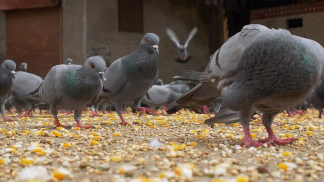 A flock of pigeons eating grains - Indian Street Scene. 