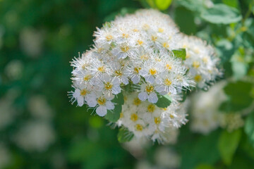 Close-up of garden flowers Spiraea flower. White spiraea flower. Spiraea flower background.