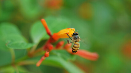 Honey Bee collecting pollen seeking nectar on Scarlet bush or Firebush or Redhead blossom, Orange color flower on tree with natural green background